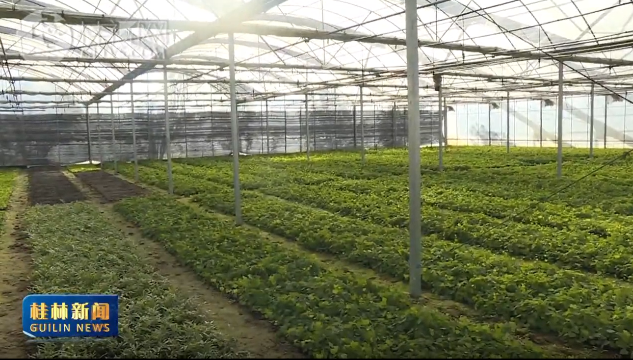 陈国富赴七星区 灵川县调研林业经济并宣讲党的二十届四中全会精神