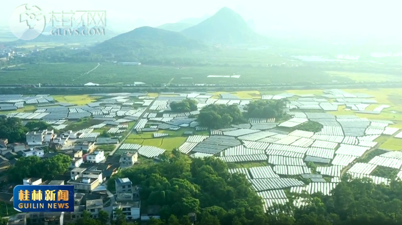 李楚到临桂区调研时强调 夯实党建根基 强化产业支撑 以高质量党建引领高质量发展