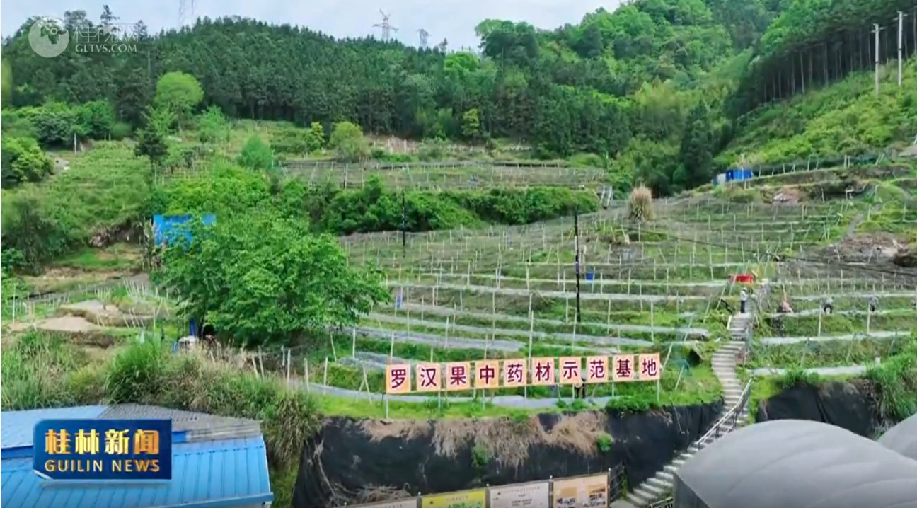 【情系漓水 扎根桂林】蓝福生:深耕罗汉果产业 小果子做成全球大事业